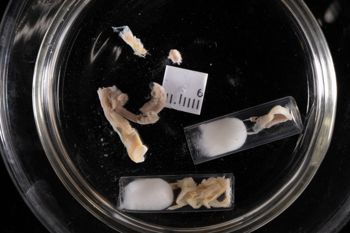 Media type: image;   Malacology 169661 Description: Digital documentation photo of preserved specimen;